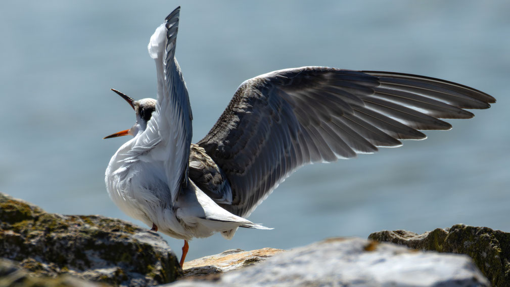 Bettelnde diesjährige Flussseeschwalbe
