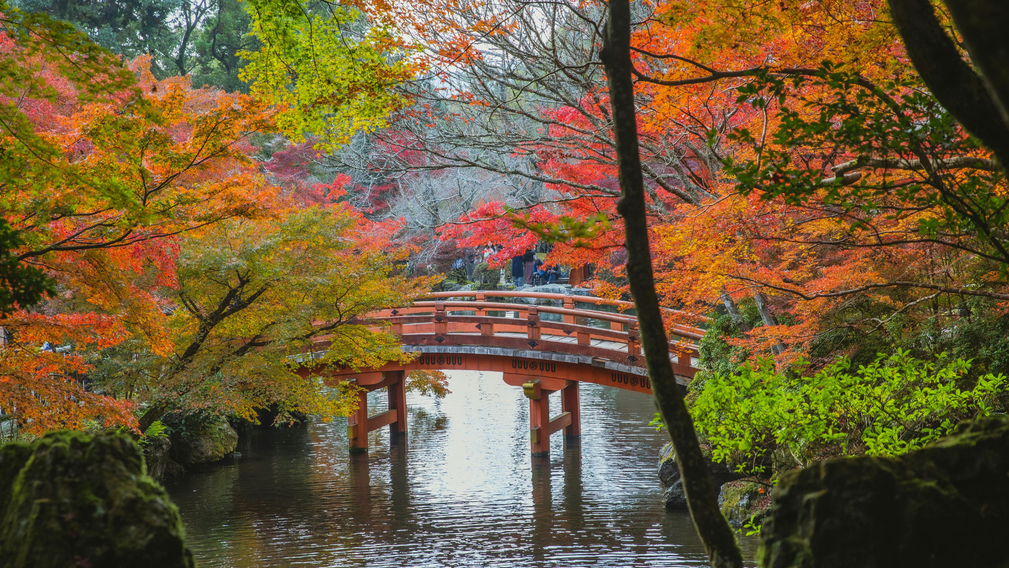 Lune de miel au Japon : l’automne en rouge et or - Crédit photo : Tous droits réservés