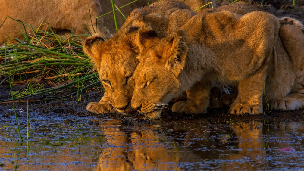 Safari chic au cœur de l’Okavango - Crédit photo : Tous droits réservés