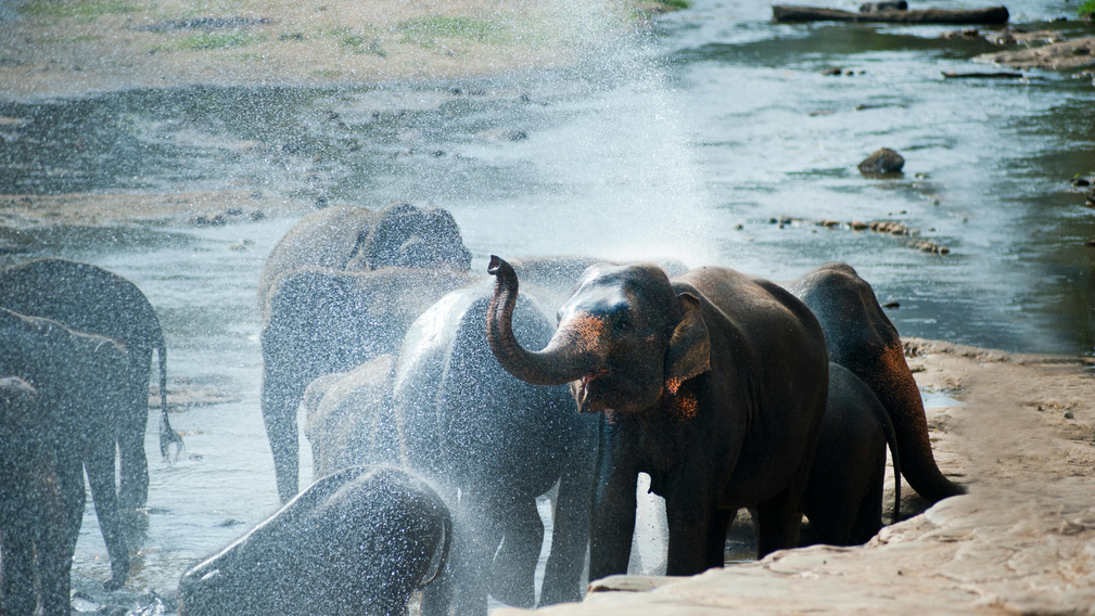 Sri Lanka : Nature luxuriante et plages dorées - Crédit photo : Tous droits réservés