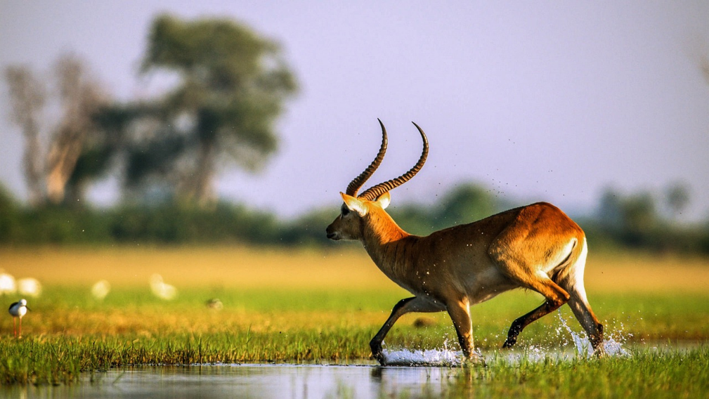 Safari chic au cœur de l’Okavango - Crédit photo : Tous droits réservés