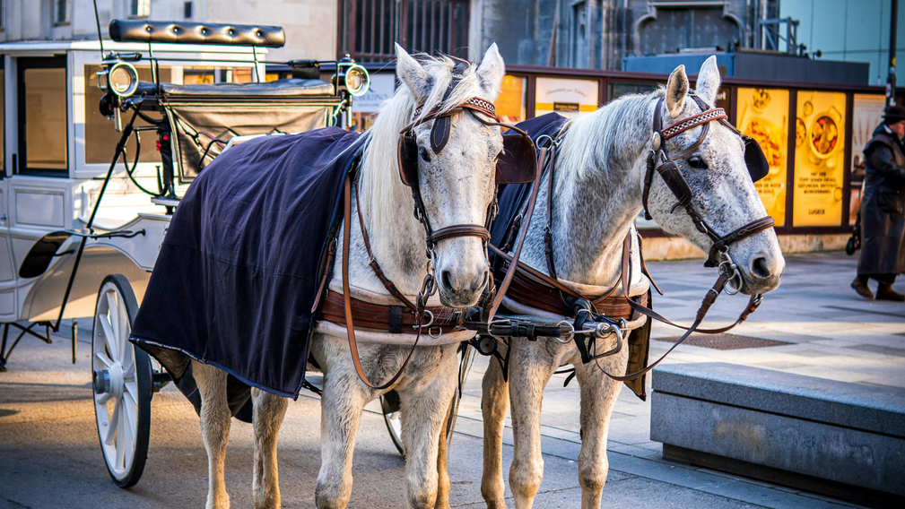 Mariage  ce que les recherches Google révèlent des différences entre la France et ses voisins européens - Magazine Un Jour Un Oui - Crédit photo  Tous droits réservés
