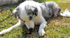 Un chien berger australien bleu et blanc mange des excréments par coach canin 16 éducateur canin en charente