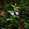 Scutellaria minor