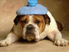 Un chien bouledog français couché malade avec une bouillote bleue posée sur sa tête par coach canin 16 éducateur canin en charente