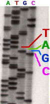 Gensequenz (Wikipedia, John Schmidt)