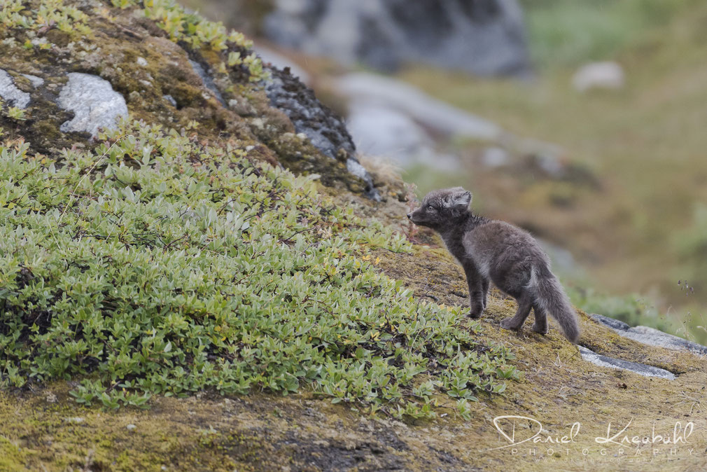 Neugieriger junger Polarfuchs vor der Ortschaft "Ilulissat" am Icefjord Ilulissat in der Diskobucht in Südwest-Grönland, www.dk-photography.ch, Photographer: Daniel Kneubühl