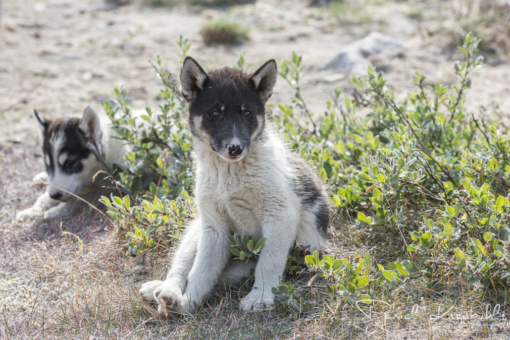 Junge Huskys vor der Ortschaft "Ilulissat" am Icefjord Ilulissat in der Diskobucht in Südwest-Grönland, www.dk-photography.ch, Photographer: Daniel Kneubühl