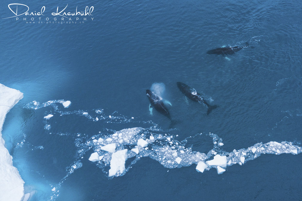 Buckelwale im Icefjord Ilulissat in der Diskobucht in Südwest-Grönland, www.dk-photography.ch, Photographer: Daniel Kneubühl