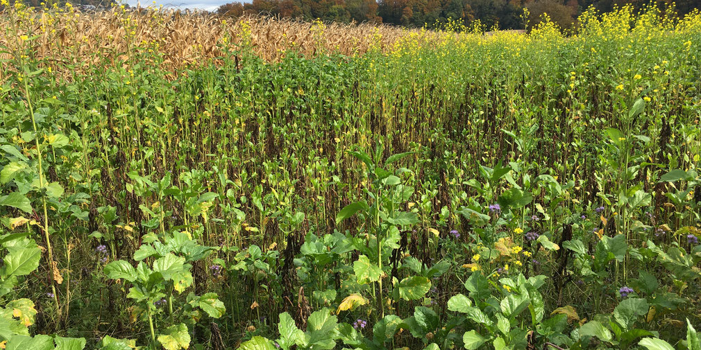 Gründüngung mit Ackersenf und Bienenfreund