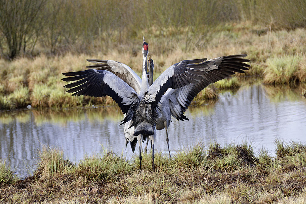 Kraniche, Fotografie Jens Kähler