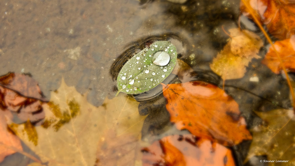 Alles im Fluss - Herbstimpressionen