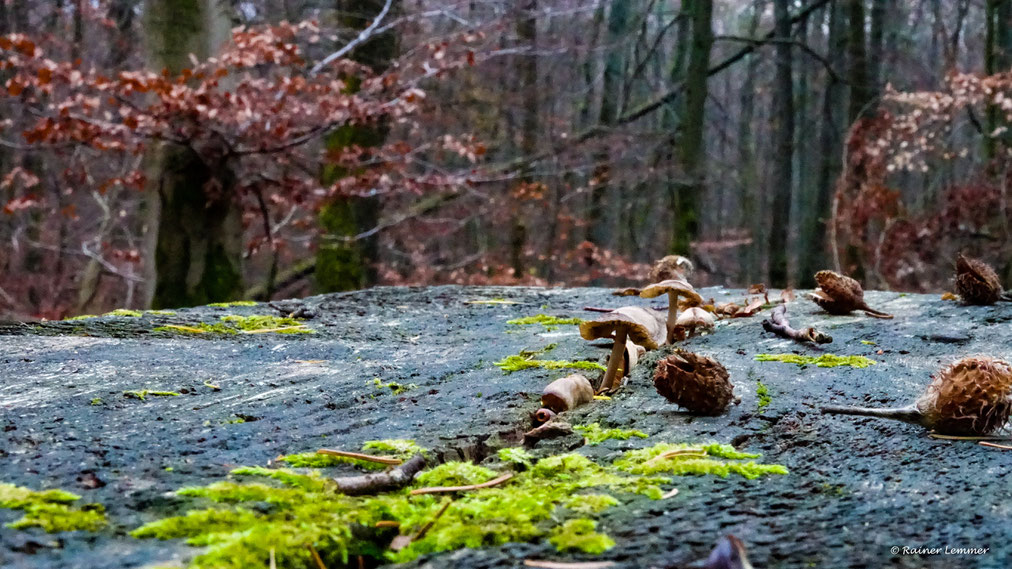 Die Natur hat den Tisch gedeckt