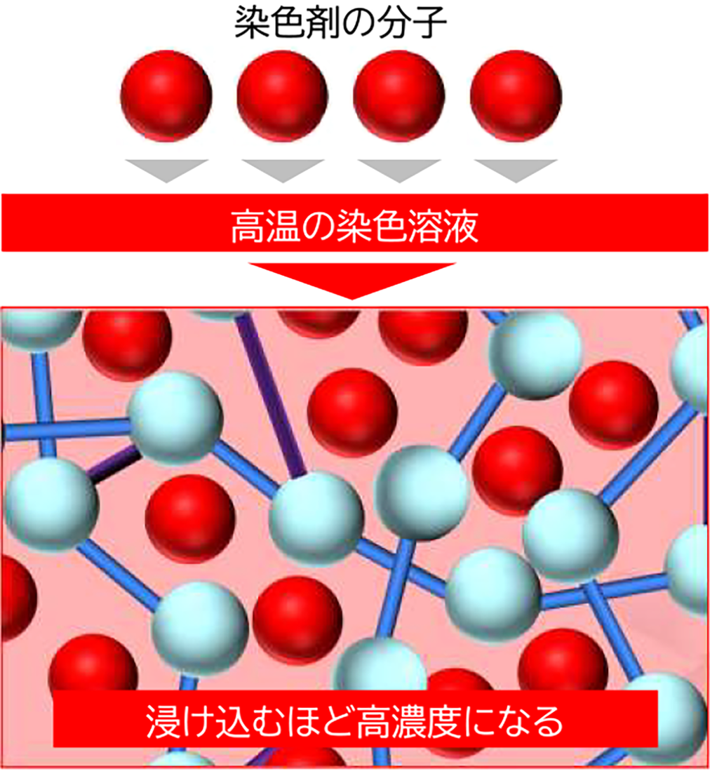 カラーレンズ製造における染色分子が、レンズ素材の分子構造に浸透する図