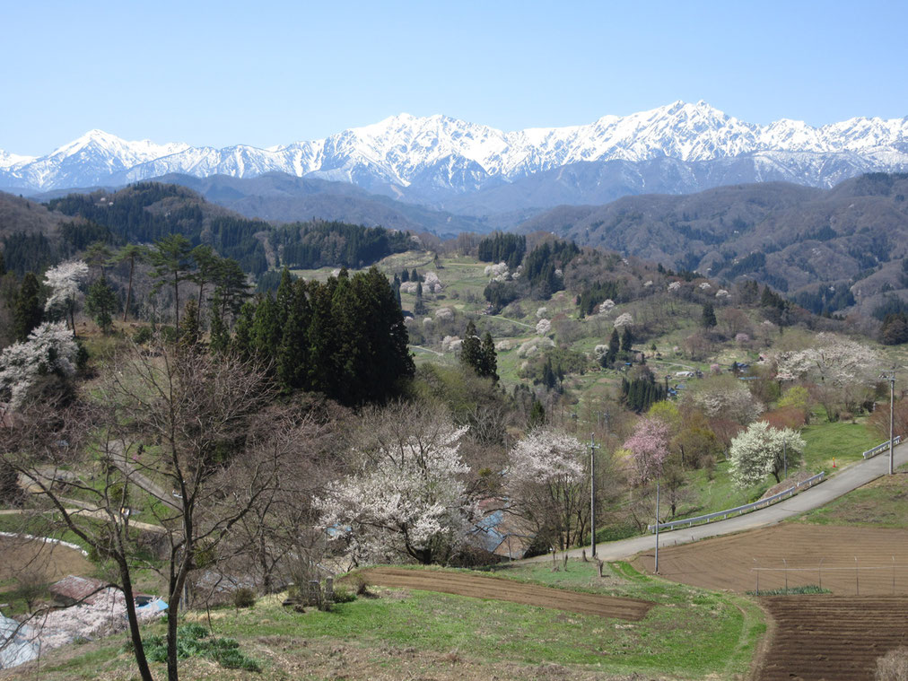 小川村の景観 奥は爺ヶ岳や鹿島槍ヶ岳の高嶺 村内はどこもかしこも様々な桜が咲き乱れている