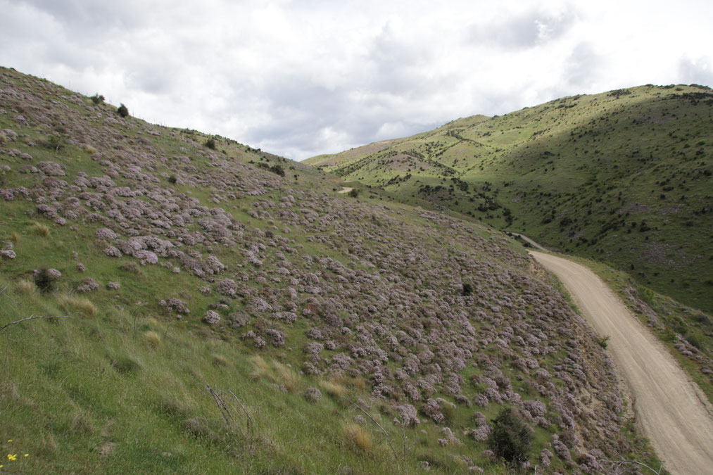 Collines de Thym sauvage en fleur de Central Otago en Nouvelle-Zélande tapissé de violet avec une route sinueuse et beaucoup d'abeilles