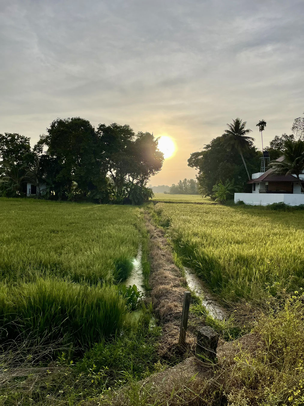 "The area around Alappuzha is surrounded by paddy fields as far as the eye can see"