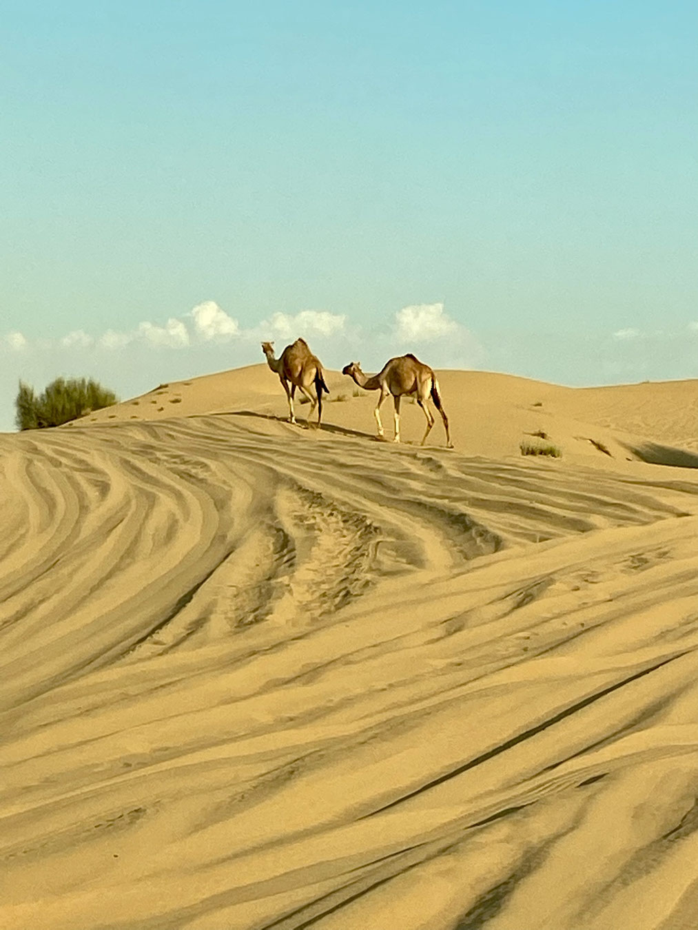 "In the desert, one can ride camels and feel the sand between their toes"