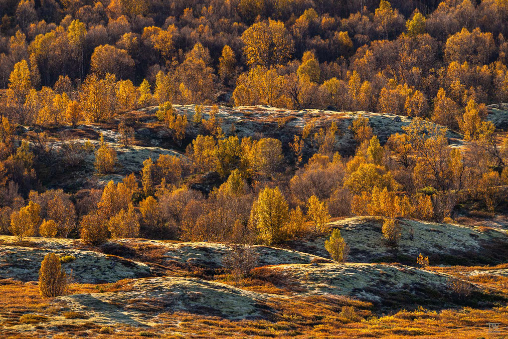 13) Die hügelige Birkenlandschaft wirkt im morgendlichen Gegenlicht immer wieder interessant