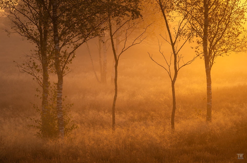 10. Nach Sonnenaufgang flutete das Licht den vernebelten Birkenwald