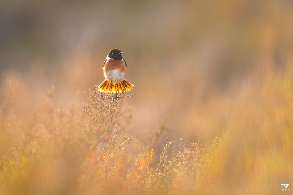 2. Ebenfalls im Frühling aufgenommen (in diesem Falle in Spanien): hier störte mich im April die leichte Überstrahlung am äußeren Gefieder, jedoch gibt diese dem kleinen Vogel auch einen „dreamy look“, den ich mittlerweile sehr schön finde…