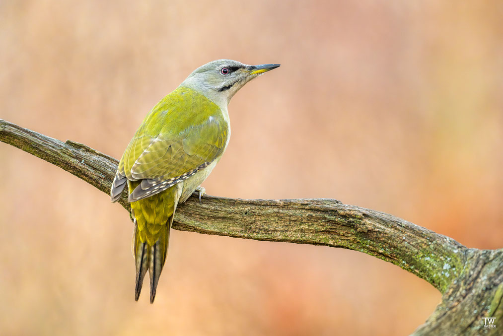 24. Es war toll, mal diesen scheuen Vogel aus nächster Nähe zu sehen!