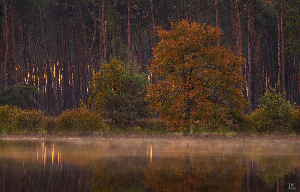 7 Vor dem Hintergrund des dichten Kiefernwaldes stand diese schöne Eiche in tollen Herbstfarben - bei aufgehender Sonne, die langsam durch den Wald drang