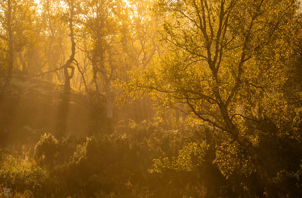 18) Auch die Wälder sind einen Blick wert, gerade bei Morgennebel