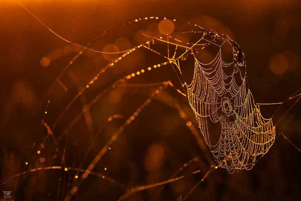 11 Im Gegenlicht fing ich eines der unfassbar vielen Spinnennetze ein…mir ist das früher bereits aufgefallen, dass einige niederländische Gebiete massiv mit Spinnennetzen überzogen sind, deutlich intensiver als in den deutschen Heidelandschaften…