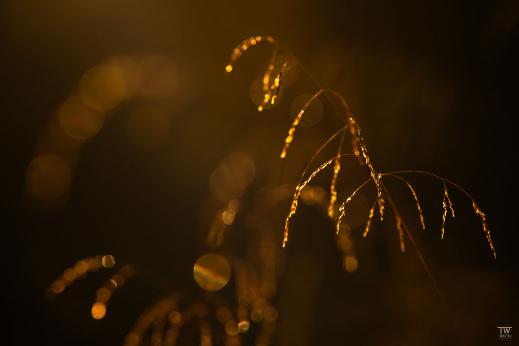 19. Die feinen Gräser glitzerten im Spätherbst in der Morgensonne
