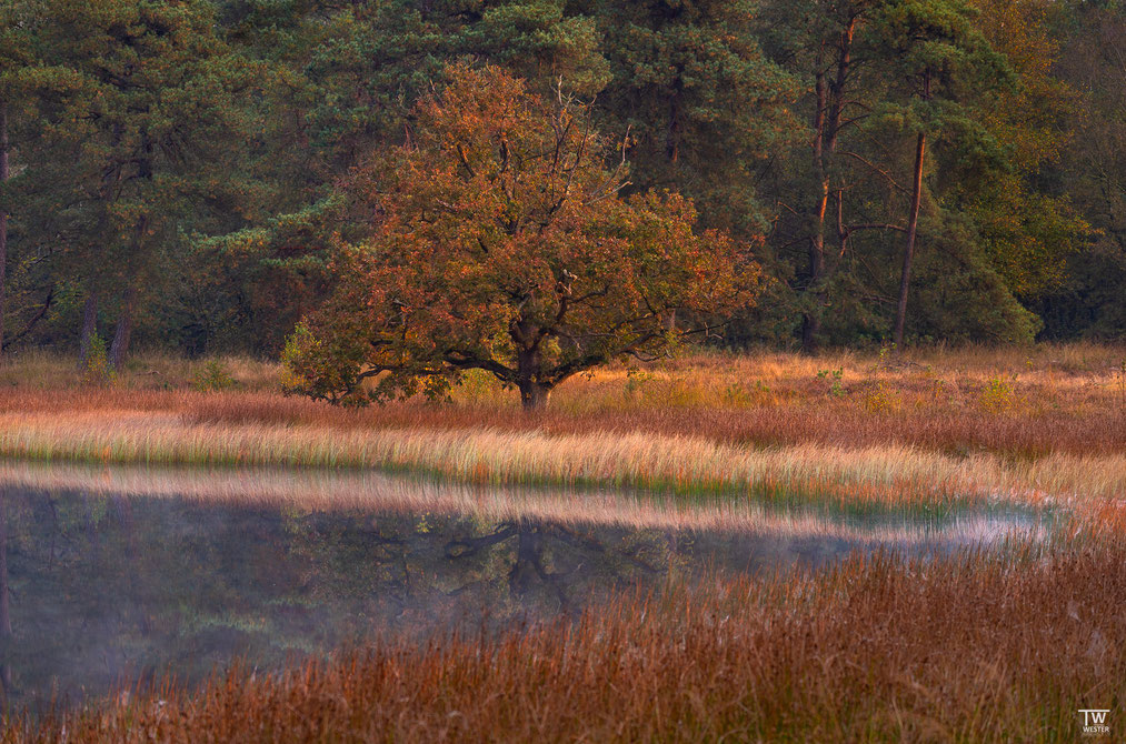 2 Als Christina und ich vorgestern diesen Baum sahen, staunten wir nicht schlecht über dieses tolle Habitat und die bunten Gräsern, mit leichtem Nebel über der Wasseroberfläche