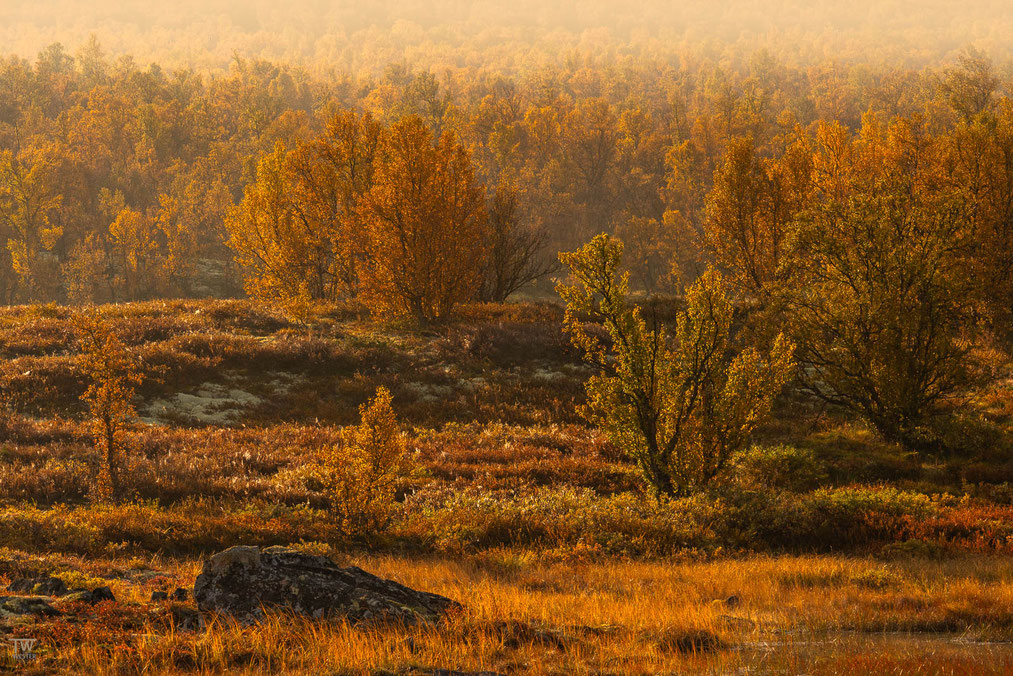 13. Auf unserer Norwegenreise im September entdeckten wir diesen schönen Birkenwald…