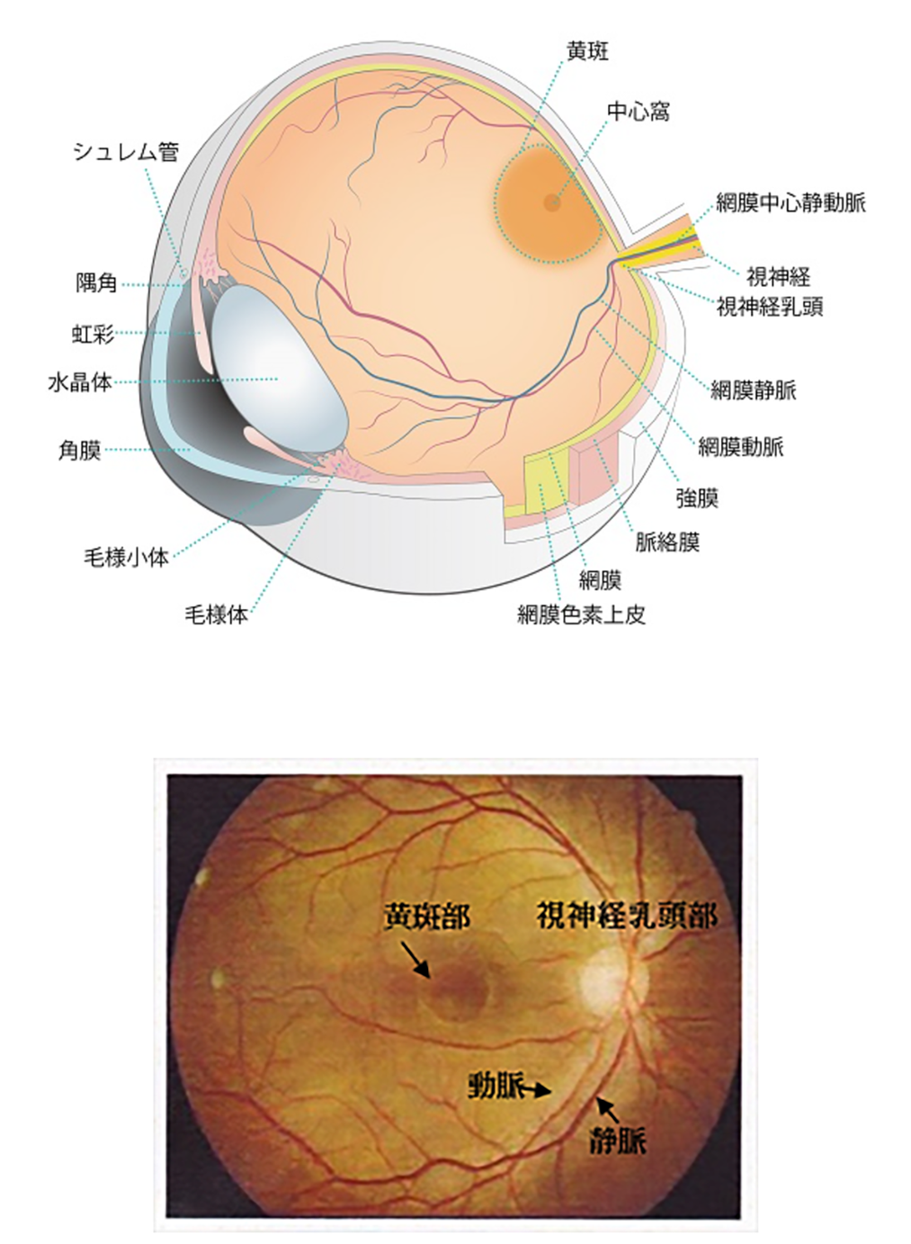 眼の構造と眼底写真