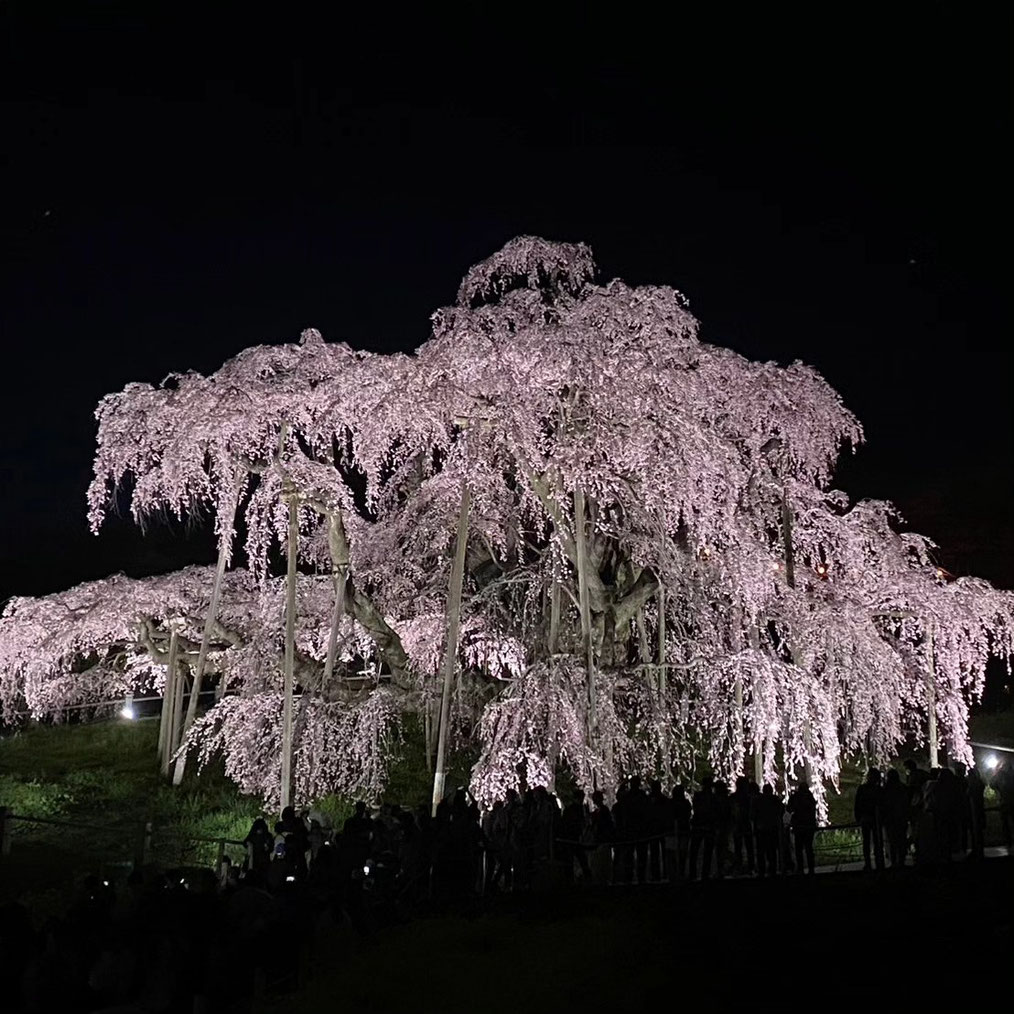 滝桜,三春町