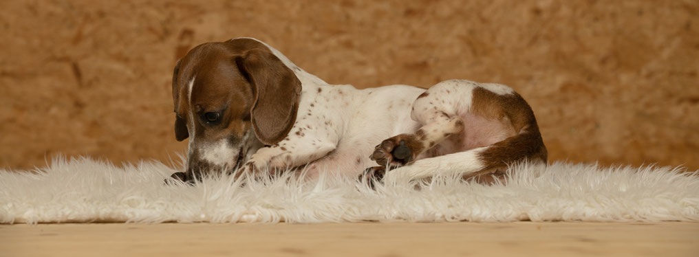 Vielleicht ist da drin doch noch ein Hundekeks versteckt...