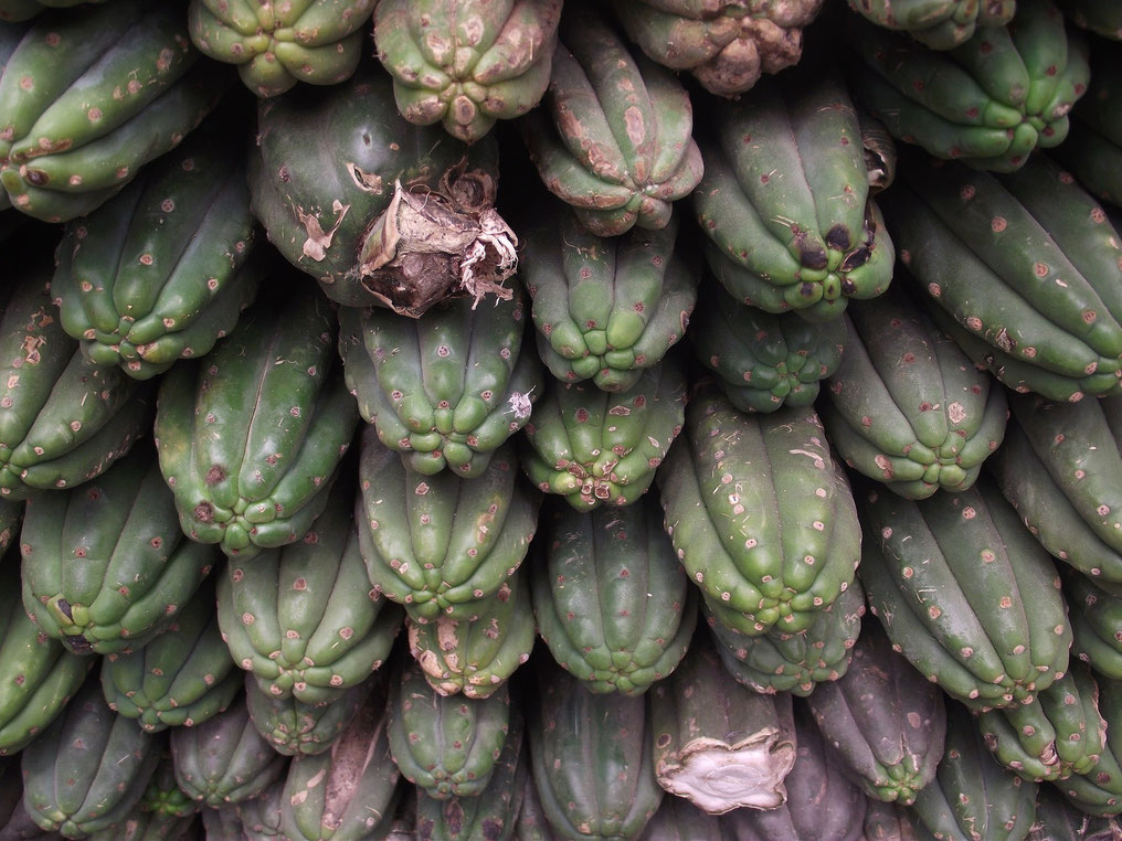 San Pedro cactus Chiclayo witches market