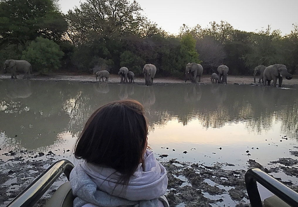 Apéro avec les éléphants