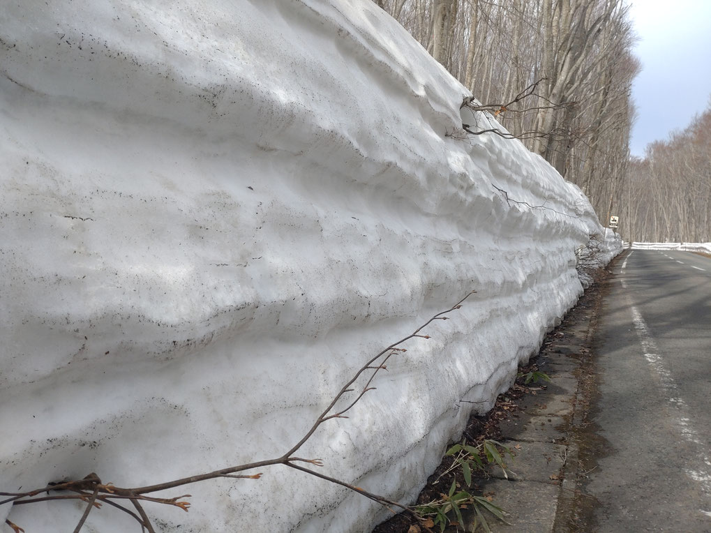 積雪會反覆地堆積、融化、再結冰， 在這樣的循環中，雪裡會形成一層一層的結構。 大約在三月，是觀察這些雪層的好時機。