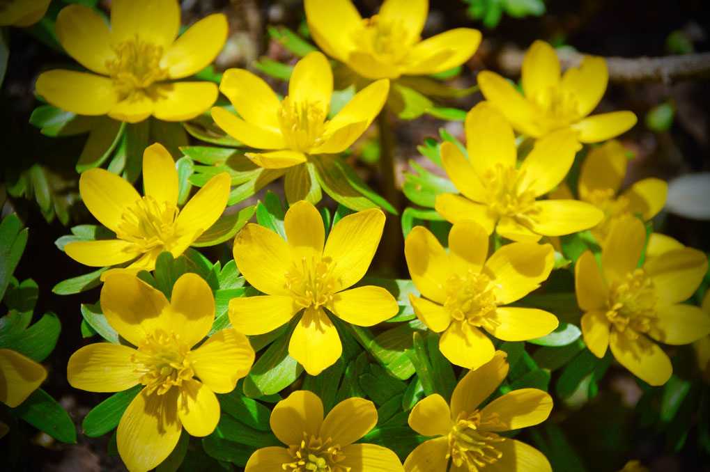 Frühling, Winterlinge, gelbe Blumen