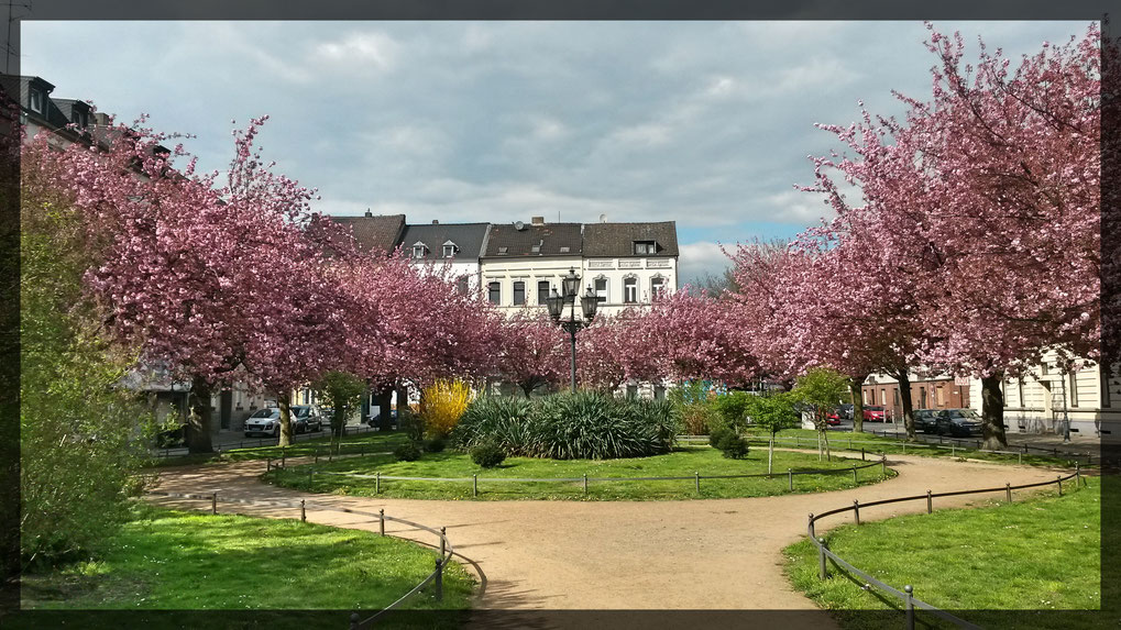 Japanische Kirschblüte in der Südstadt