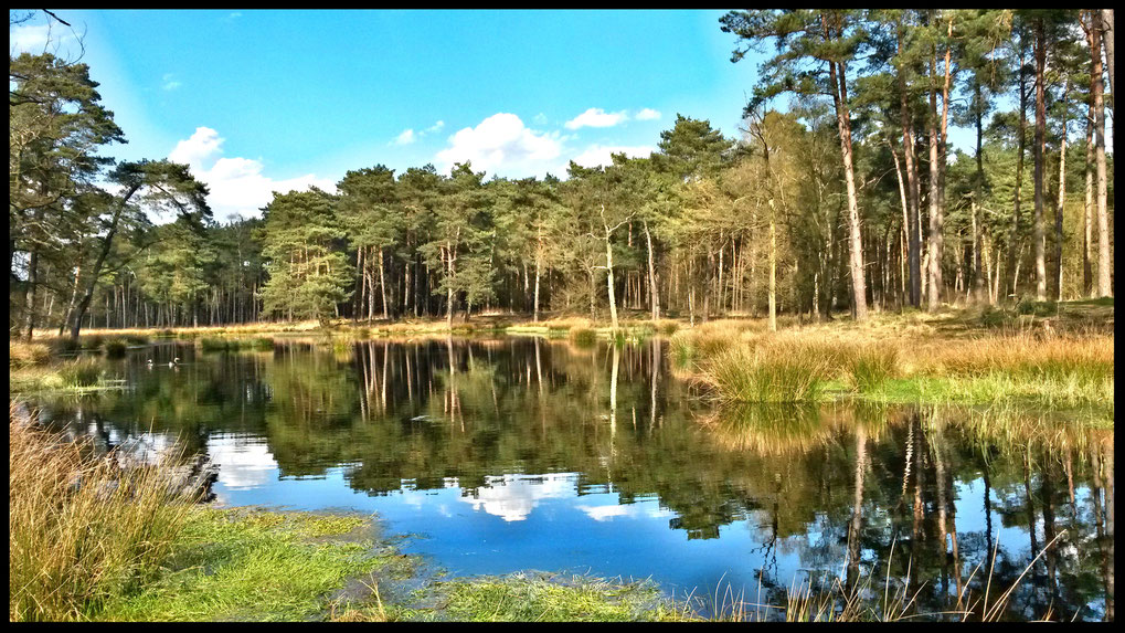 Eine verträumte Landschaft in der Ravensheide, einmalig in ihrer Ausprägung in NRW