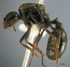 Messor marocanus