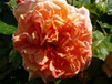 Eine Rosenblüte in strahlendem Orange