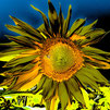 386 SonnenblumenSolar