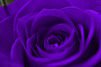 Lila Blumenschmuck