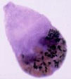 Infizierter Wurm mit Urosporidium Crescens