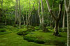 le temple des mousses gio ji guide francophone prive au japon