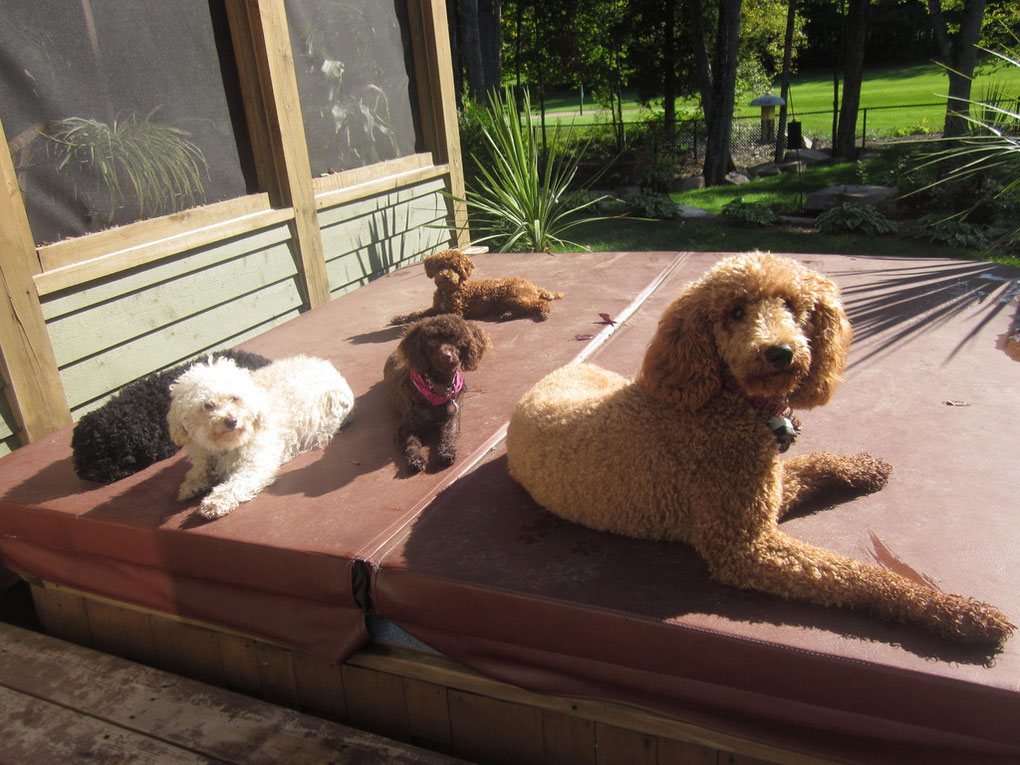 Éleveur de chien, chiot caniche tiny toy, Goldendoodle (doodle) petit