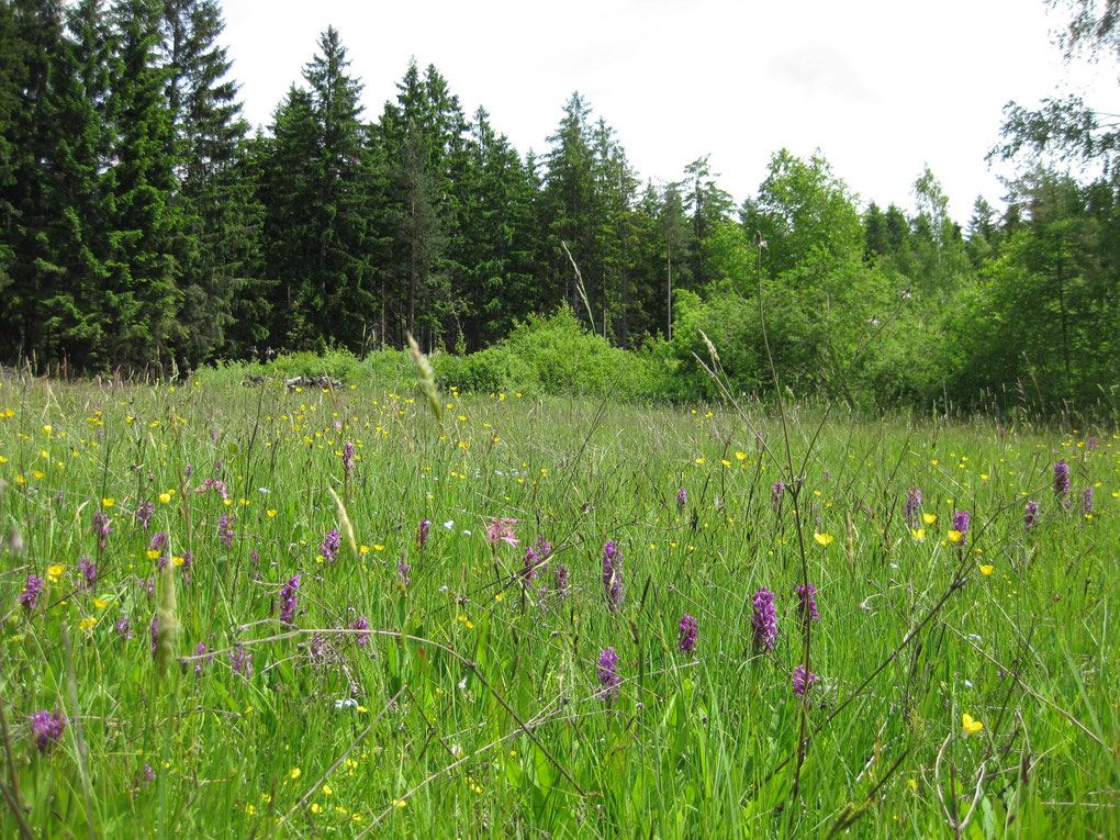 Sumpfwiese vor dem eigentlichen Moorbereich. Im Bild pink herausleuchtend Breitblättriges Knabenkraut. Foto: Erwin Möhrlein
