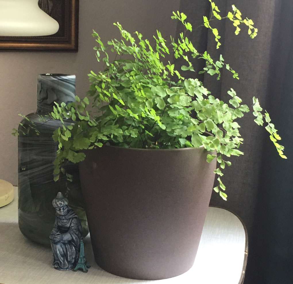 Deko Vintage Farn Maidenfern